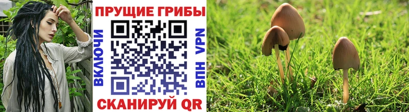 Купить где  Кизляр  Псилоцибиновые грибы Cubensis 